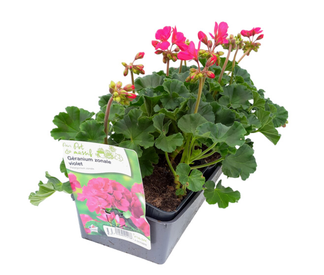 GERANIUM ZONAL VIOLET BQ10