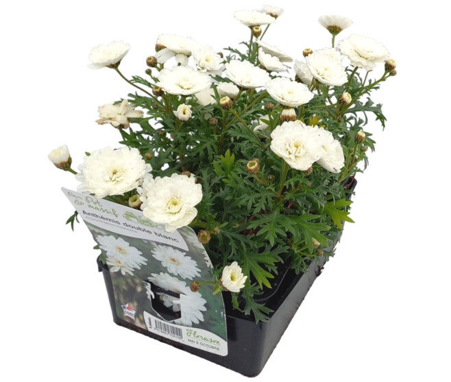 ANTHEMIS FL DBLE BLANCHE BQ6