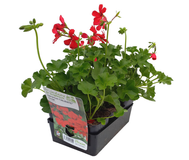 GERANIUM CALIENTE ROUGE BQ6