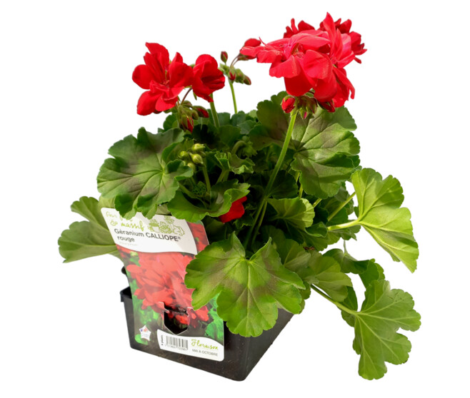 GERANIUM CALLIOPE ROUGE BQ6
