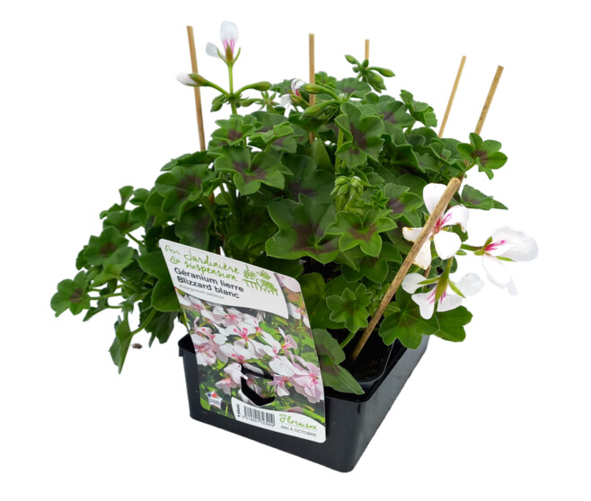 GERANIUM BLIZZARD BLANC BQ6