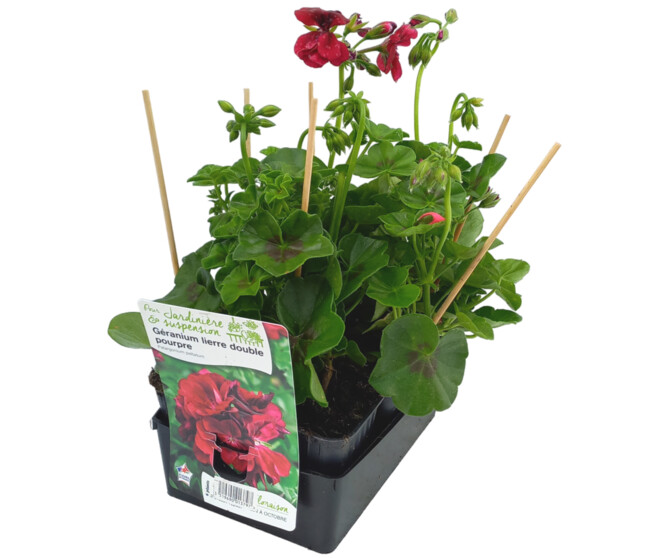 GERANIUM LIERRE DBLE POURPRE BQ6