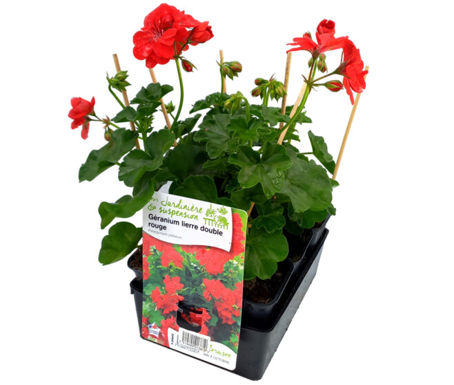 GERANIUM LIERRE DBLE ROUGE BQ6