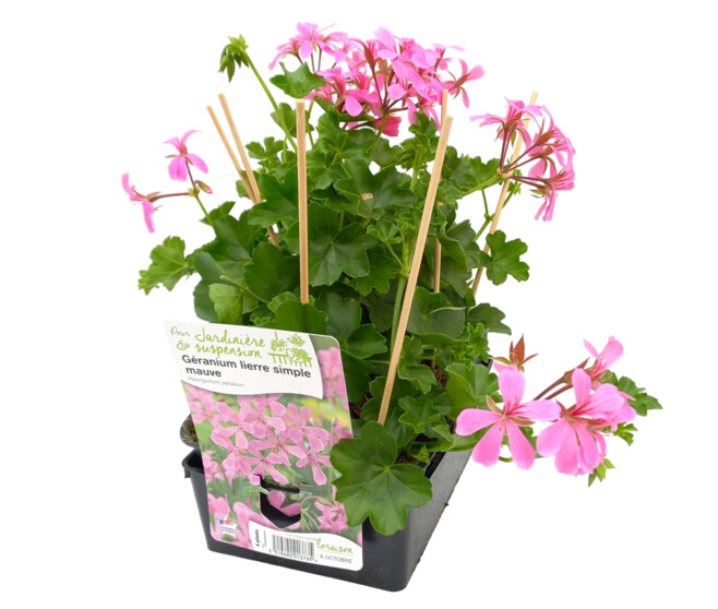 GERANIUM LIERRE SIMPLE MAUVE BQ6