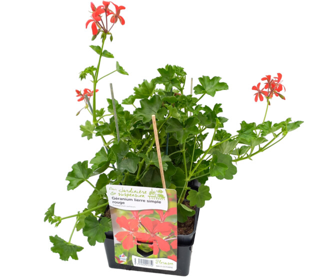GERANIUM LIERRE SIMPLE ROUGE BQ6