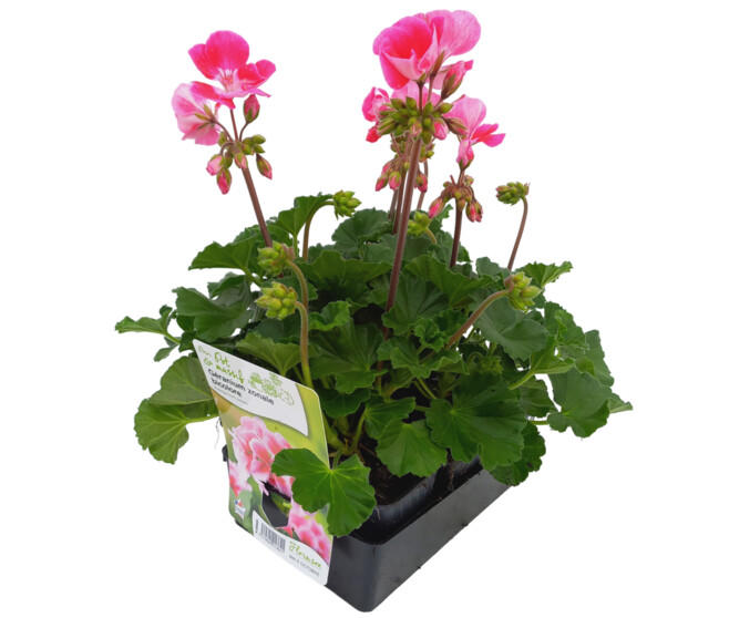 GERANIUM ZONAL 2COULEURS BQ6