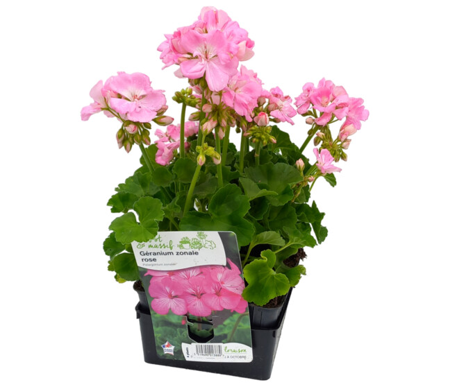 GERANIUM ZONAL ROSE BQ6