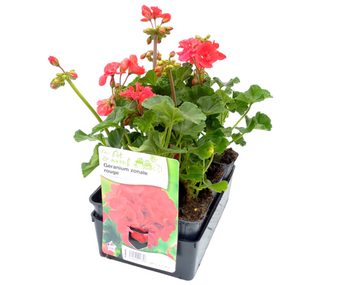 GERANIUM ZONAL ROUGE BQ6