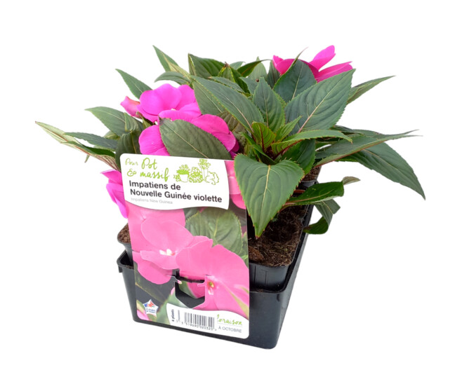 IMPATIENS GUINEE VIOLET BQ6