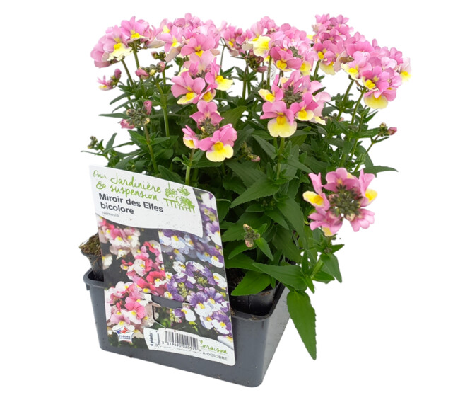 NEMESIA 2COULEURS BQ6