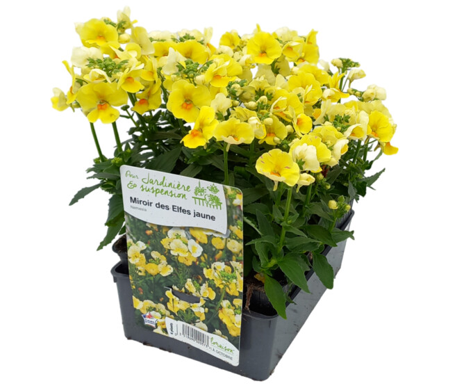 NEMESIA JAUNE BQ6