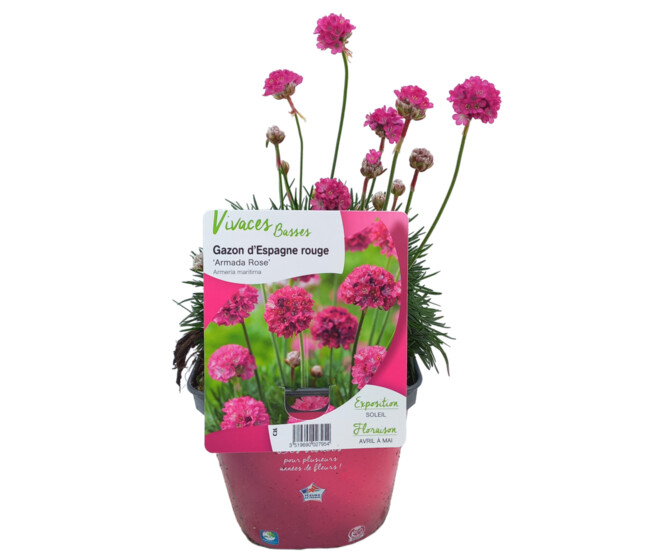 ARMERIA MARITIMA ARMADA ROSE