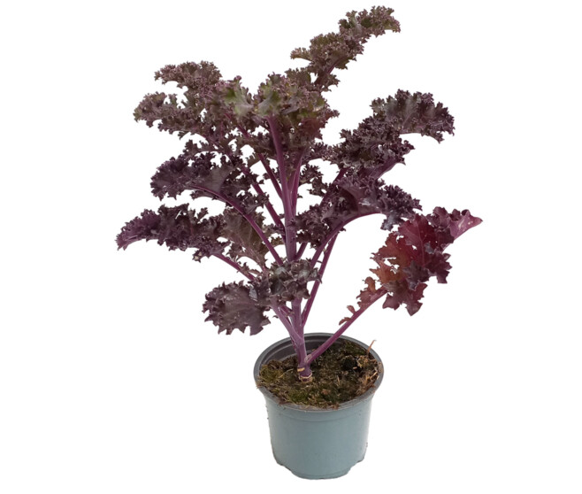 CHOU DECORATIF ROUGE