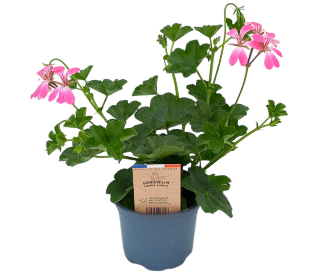 GERANIUM LIERRE SIMPLE