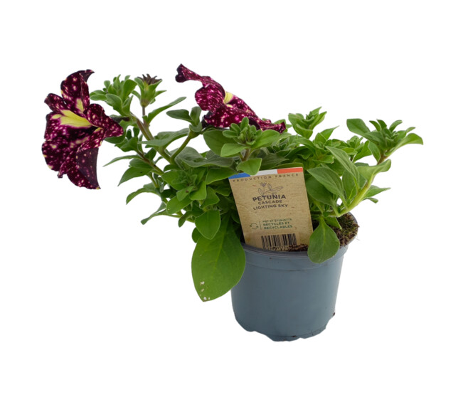 PETUNIA RETOMBANT LIGHTNING SKY