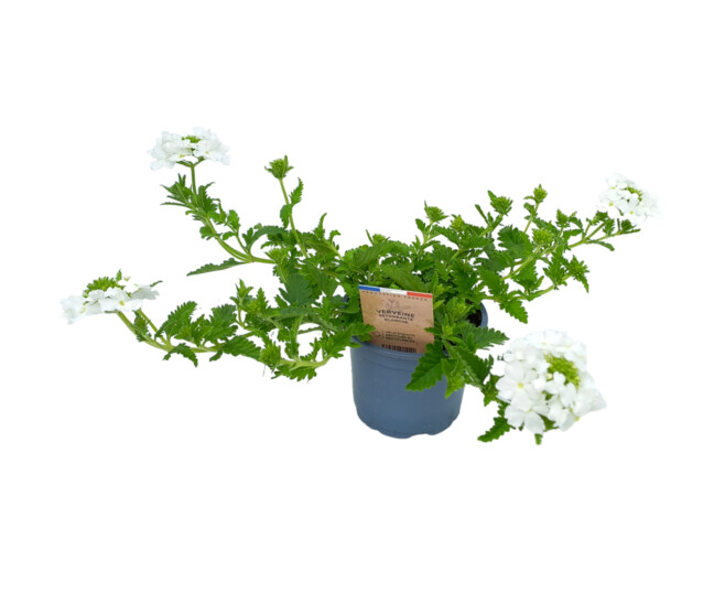 VERVEINE RETOMBANT BLANC