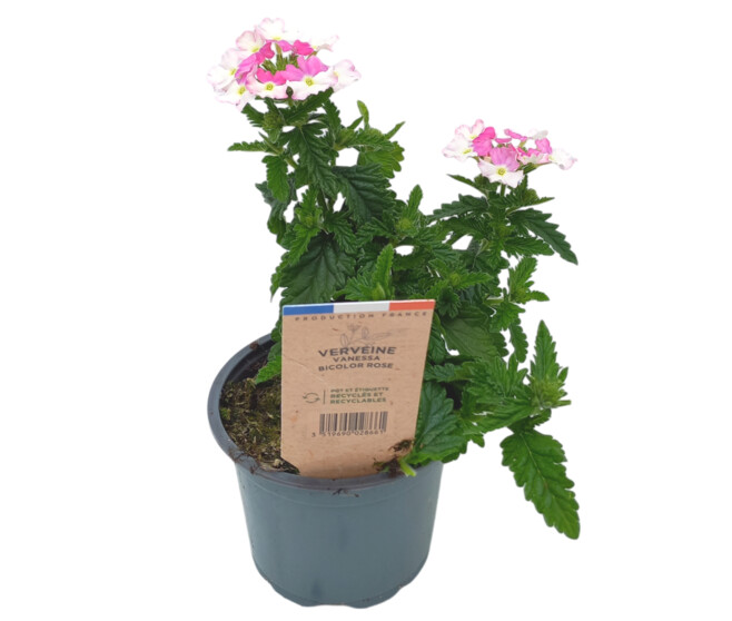 VERVEINE RETOMBANT ROSE