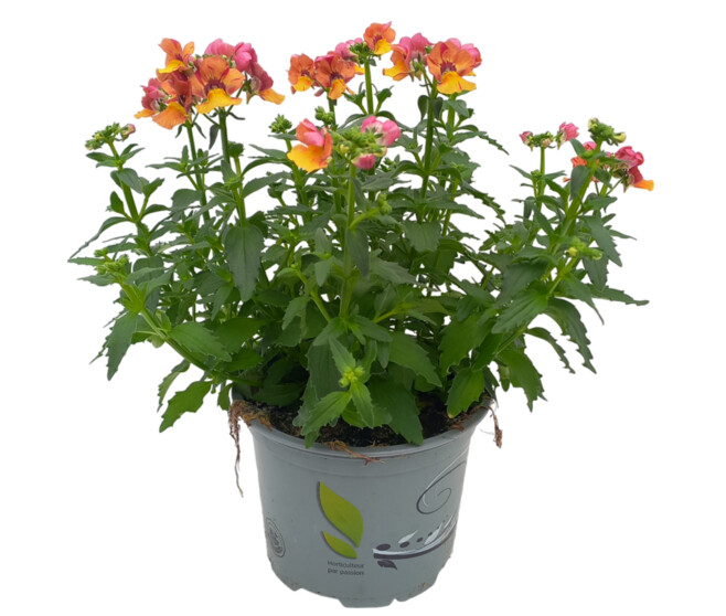 NEMESIA COMPACT