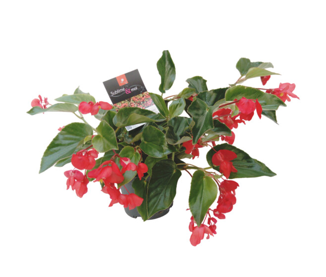BEGONIA DRAGON WING ROUGE