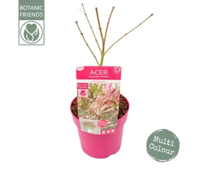 ACER PALMATUM EXTRAVAGANZA
