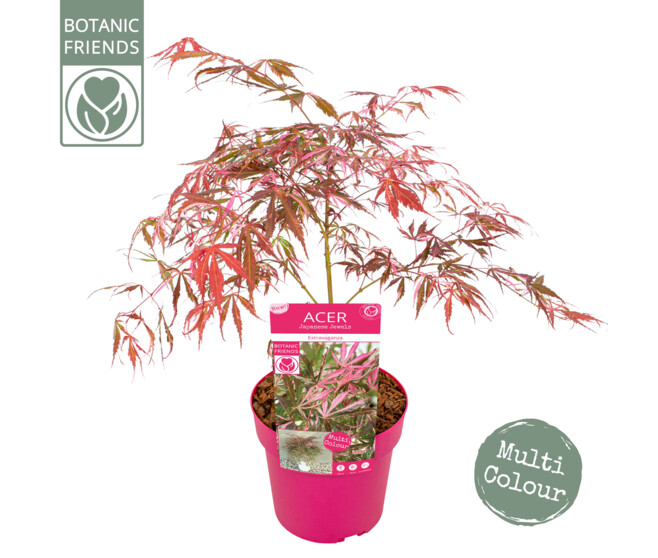 ACER PALMATUM EXTRAVAGANZA
