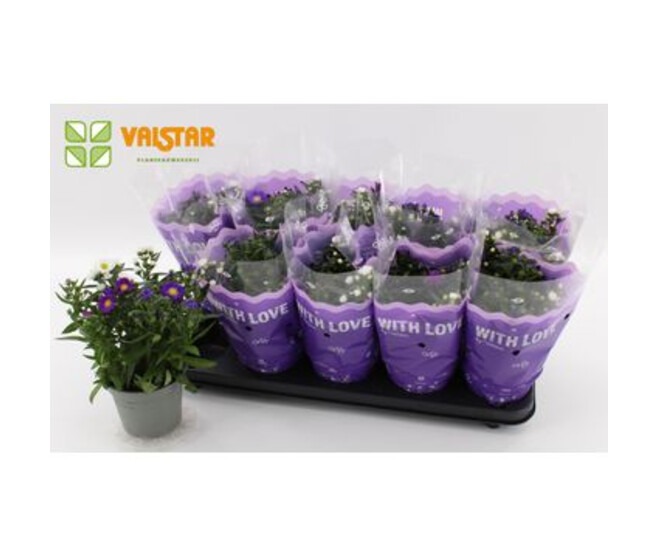 ASTER CARNAVAL