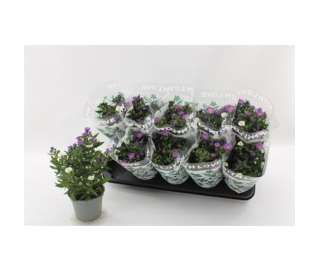ASTER CARNAVAL