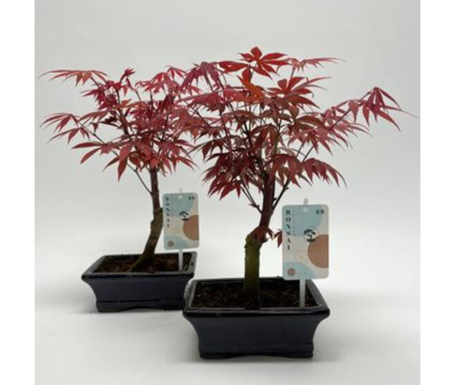 BONSAI ACER CERAM
