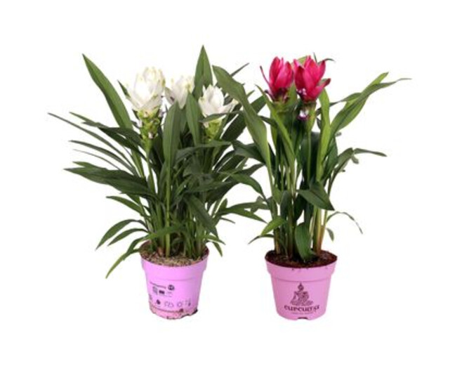 CURCUMA 2FL VARIE