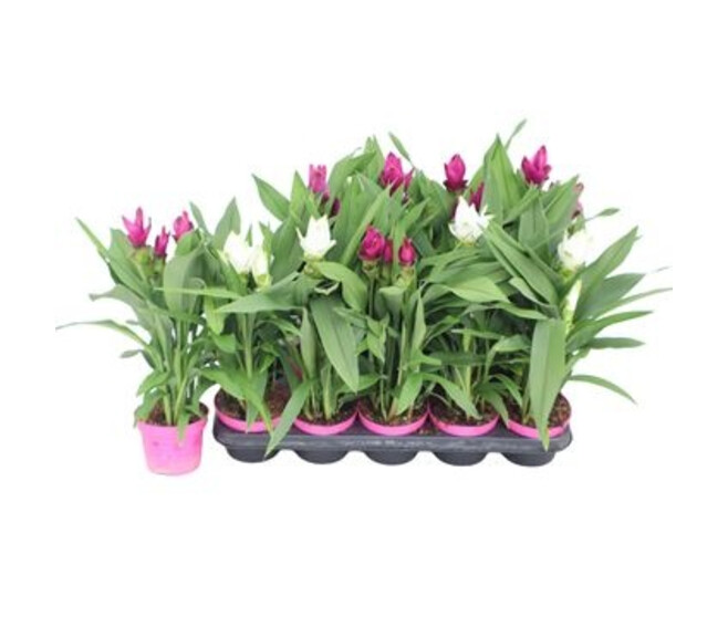 CURCUMA 2FL VARIE