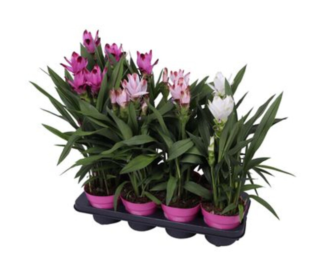 CURCUMA 2FL VARIE