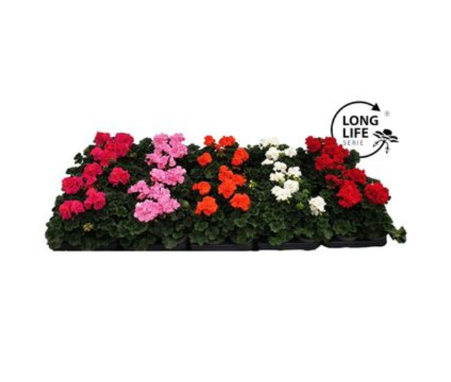 GERANIUM ZONAL VARIE