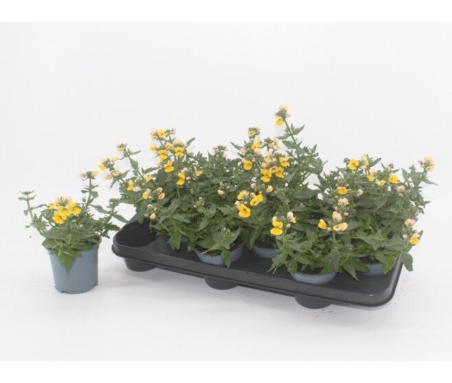 NEMESIA JAUNE