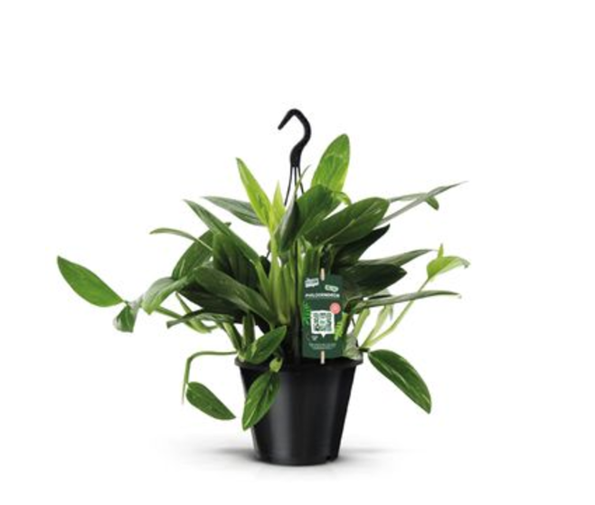 PHILODENDRON COBRA SUSP