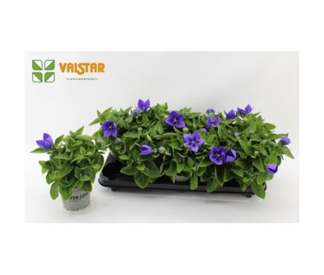 PLATYCODON GRANDIFLORUM BLEU