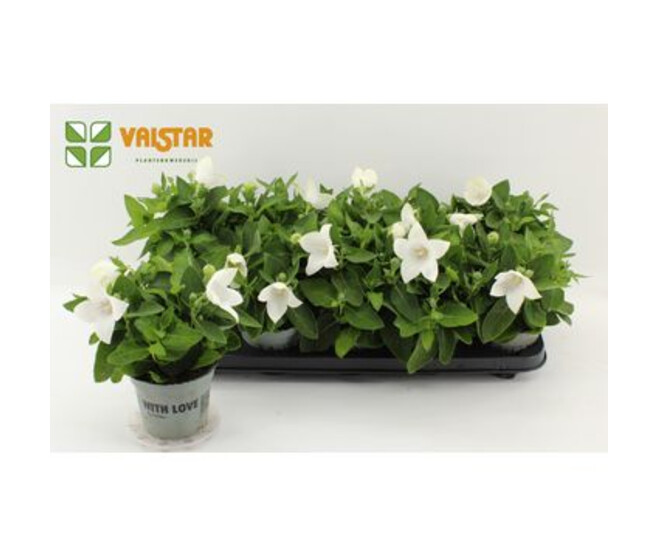 PLATYCODON GRANDIFLORUM BLANC