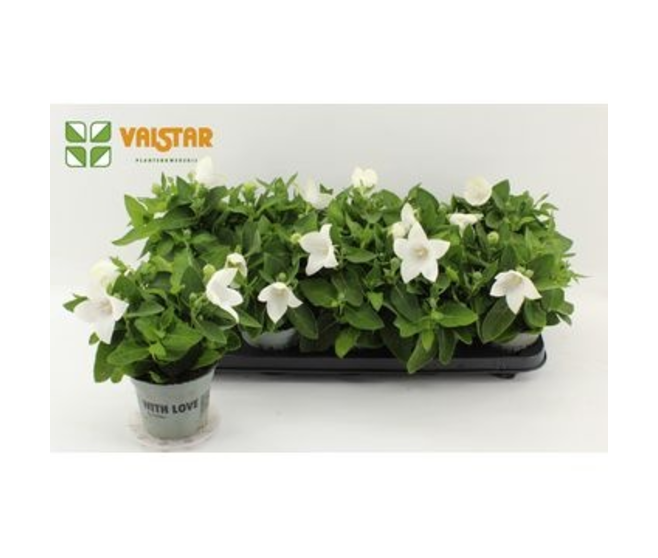 PLATYCODON GRANDIFLORUM BLANC