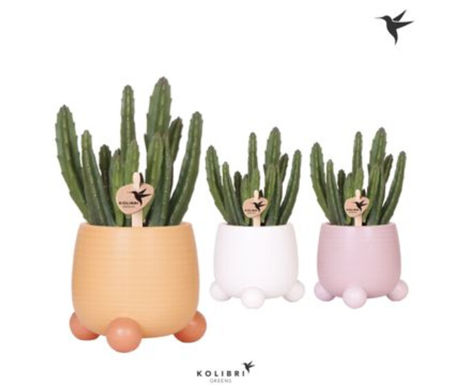 STAPELIA LEENDERTZIAE CERAM