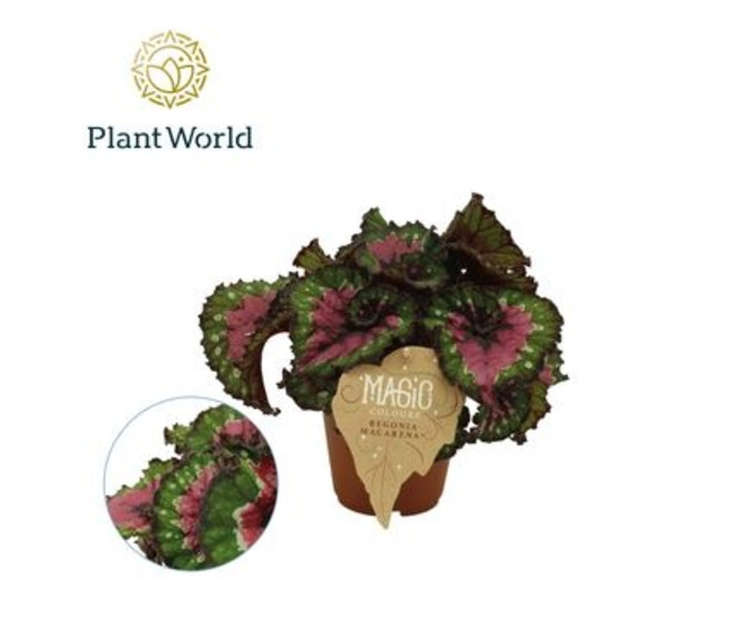 BEGONIA REX MACARENA