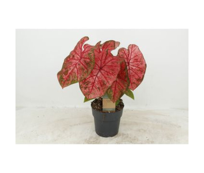 CALADIUM LAVA GLOW