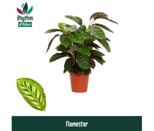 CALATHEA FLAMESTAR