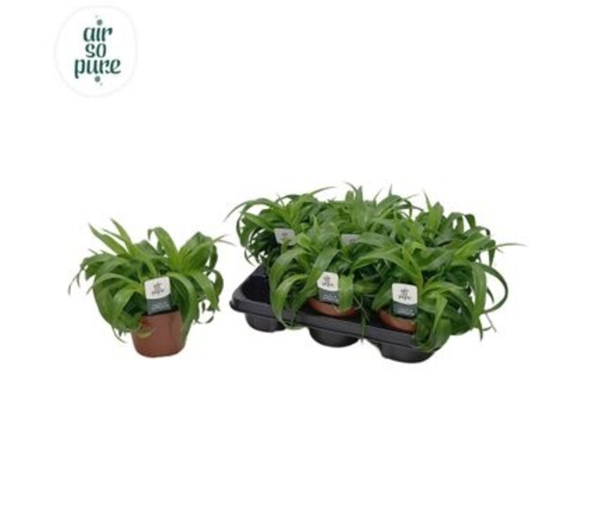 CHLOROPHYTUM GREEN BONNIE