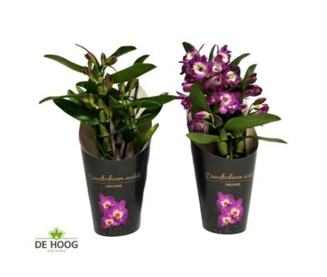 DENDROBIUM 2BR NOBILE BOUQUET PURPLE