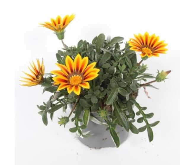 GAZANIA MAGIC