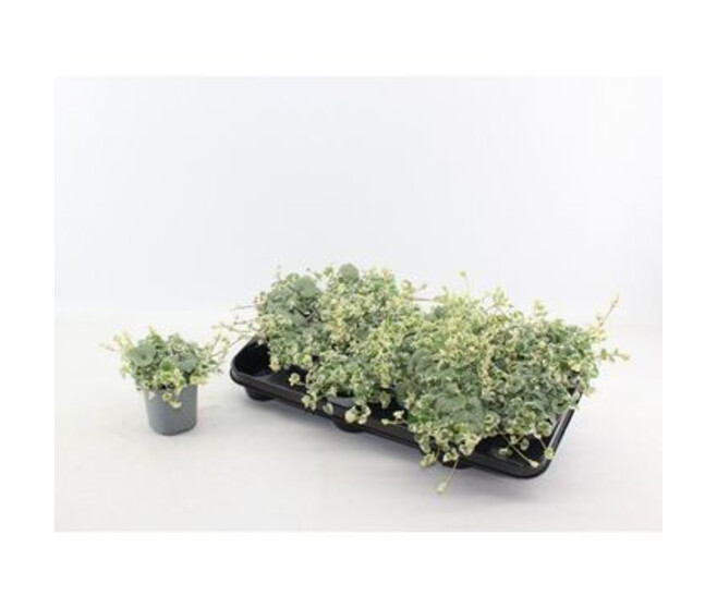 GLECHOMA HEDERACEA VARIEGATA