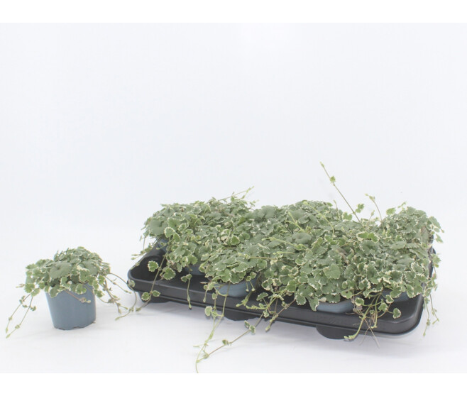 GLECHOMA HEDERACEA VARIEGATA