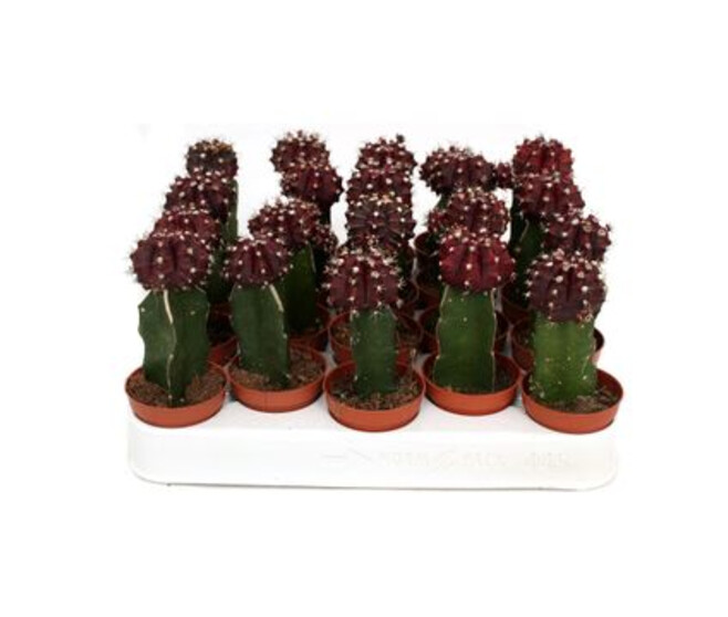 CACTUS GREFFE BLACK CAP