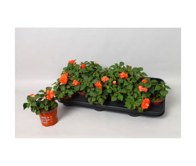 IMPATIENS FIESTA SAUMON