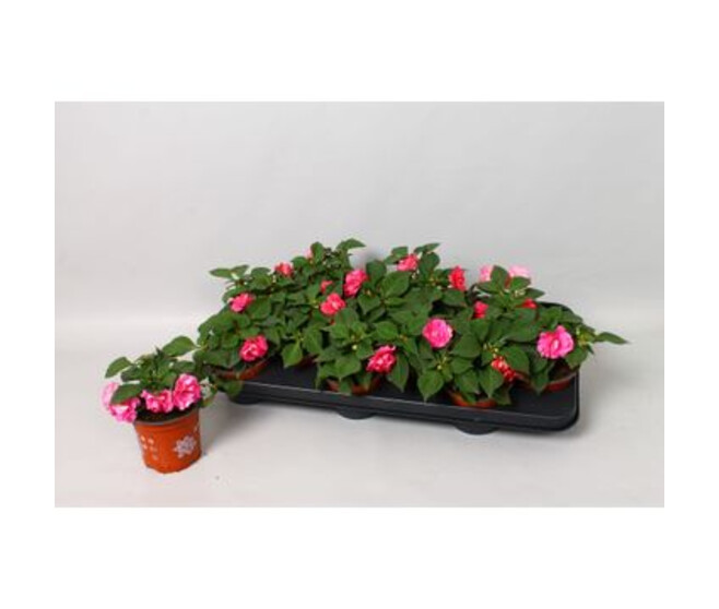 IMPATIENS FIESTA ROSE