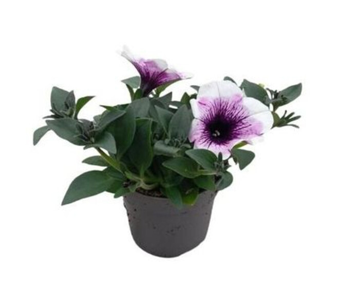 PETUNIA LAVENDER